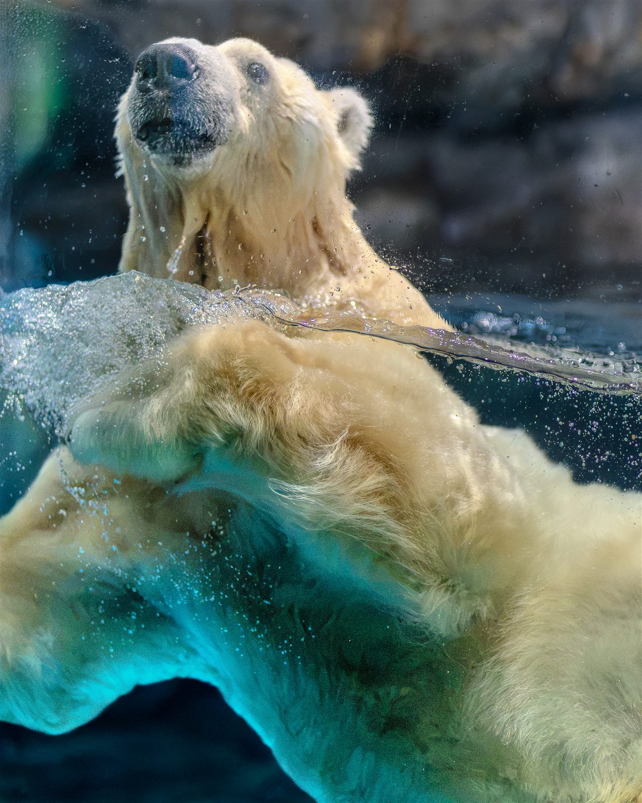 水槽を泳ぐシロクマ