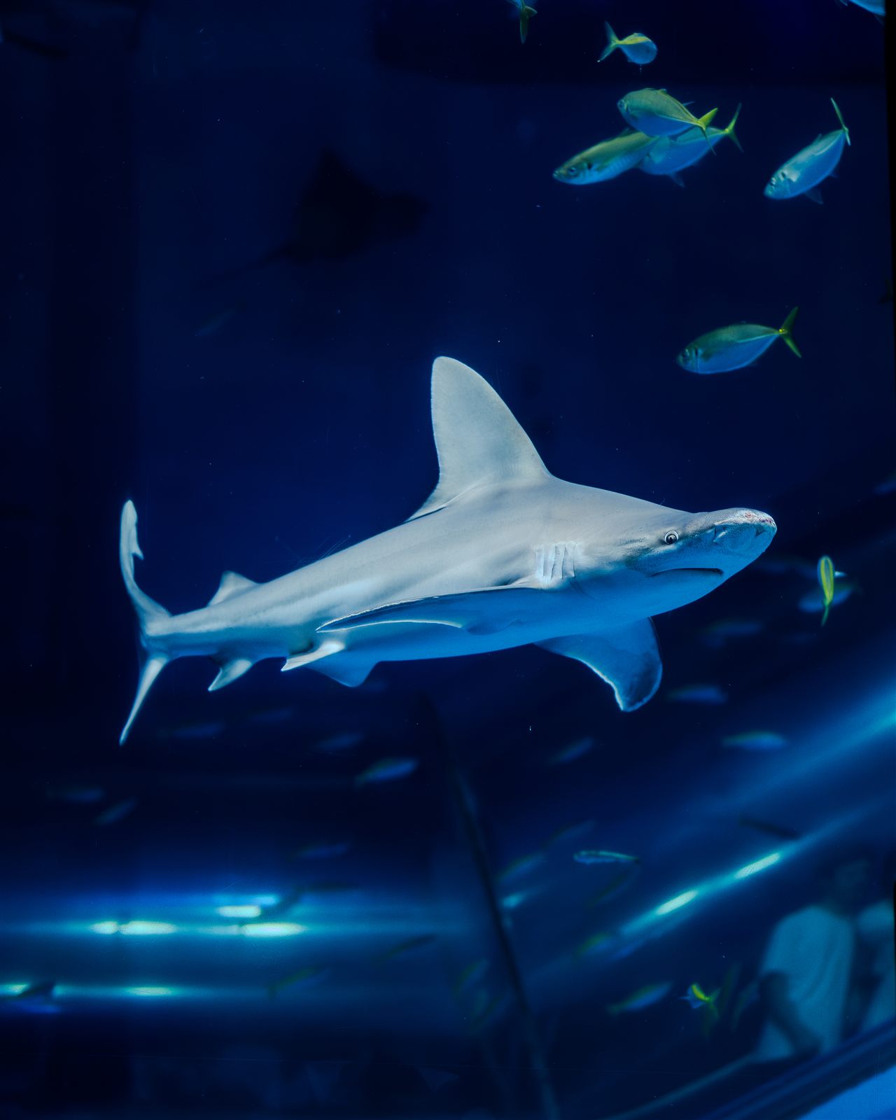水族館の大水槽を泳ぐサメ