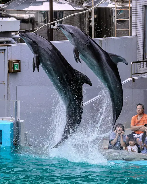高くジャンプする2頭のイルカ（イルカショー）