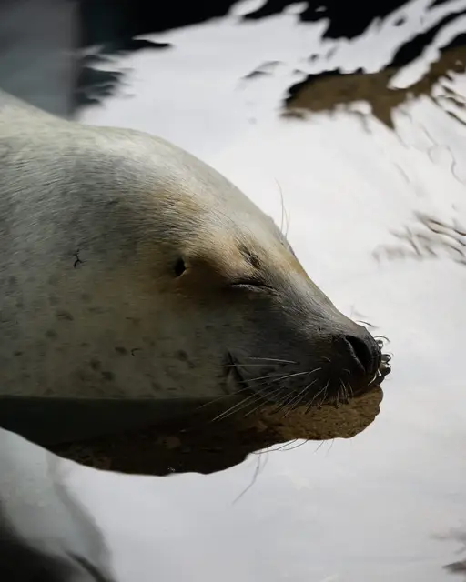 水辺でのんびり眠るアザラシ