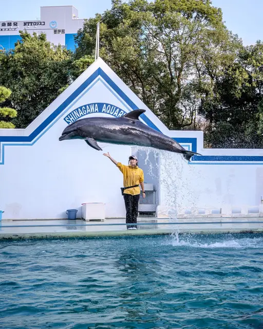 「SHINAGAWA AQUARIUM」の看板前をジャンプで横切るイルカ